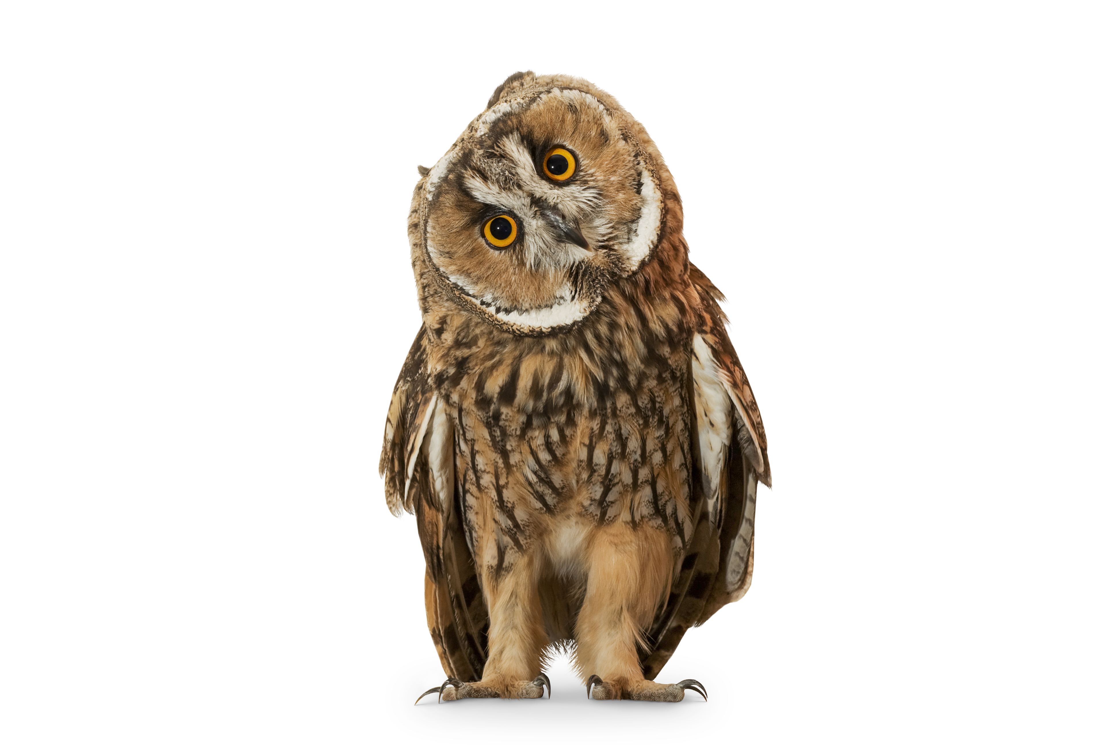 OLZ_Eule_A_transparent